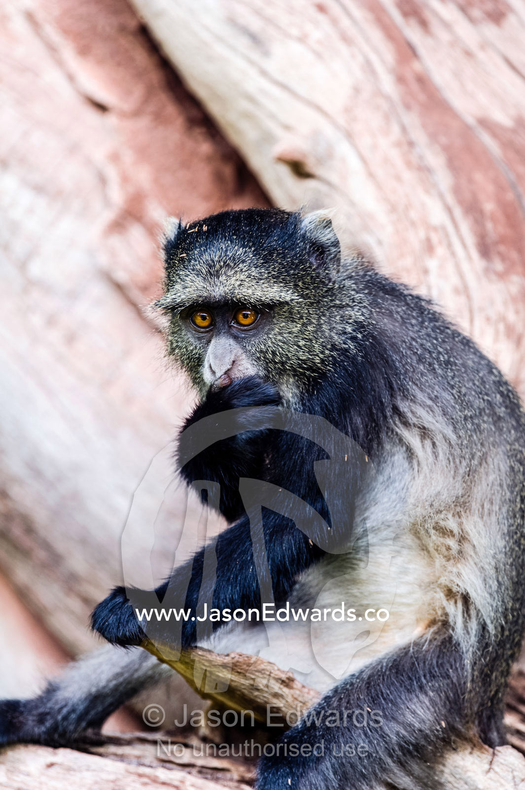 A Blue Monkey eating food it found beneath bark on a branch in an evergreen forest. Lake Manyara National Park, Arusha Region, Tanzania.