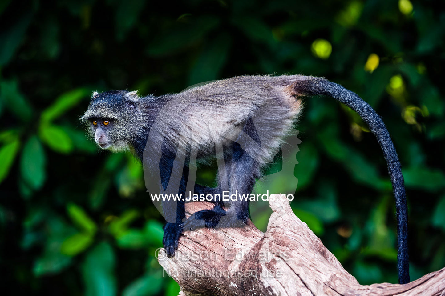 A Blue Monkey standing on a branch in an evergreen forest. Lake Manyara National Park, Arusha Region, Tanzania.