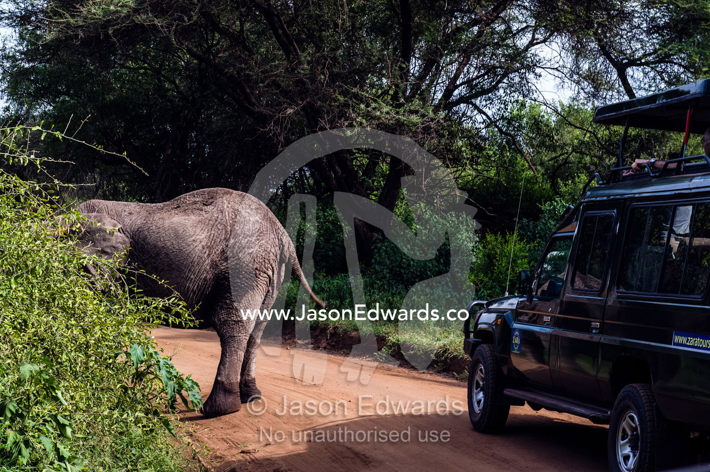 A safari vehicle passes an African Elephant feeding on a bush by the side of the road. Lake Manyara National Park, Arusha Region, Tanzania.
