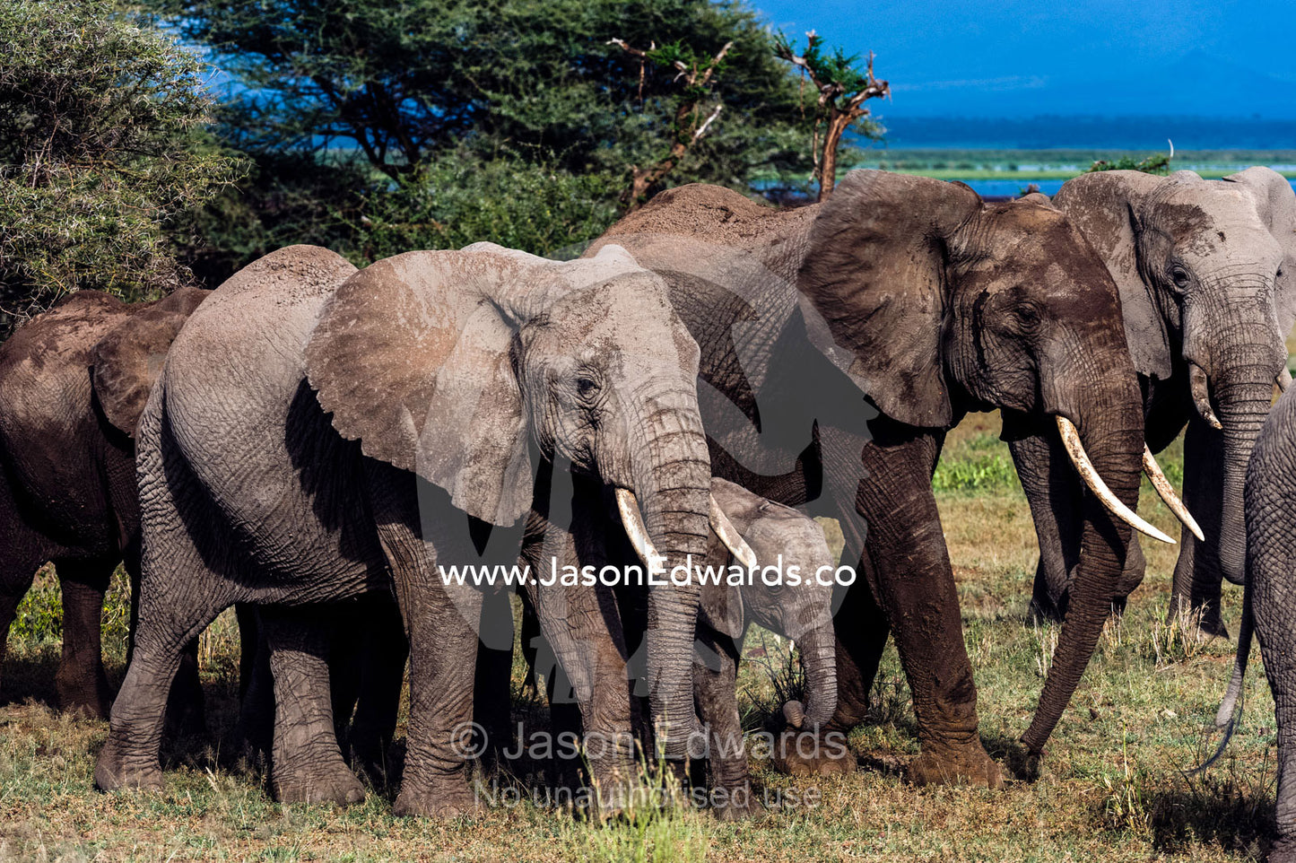 A herd of African Elephants and calf crossing a wide plain on the shore of a soda lake. Lake Manyara National Park, Arusha Region, Tanzania.