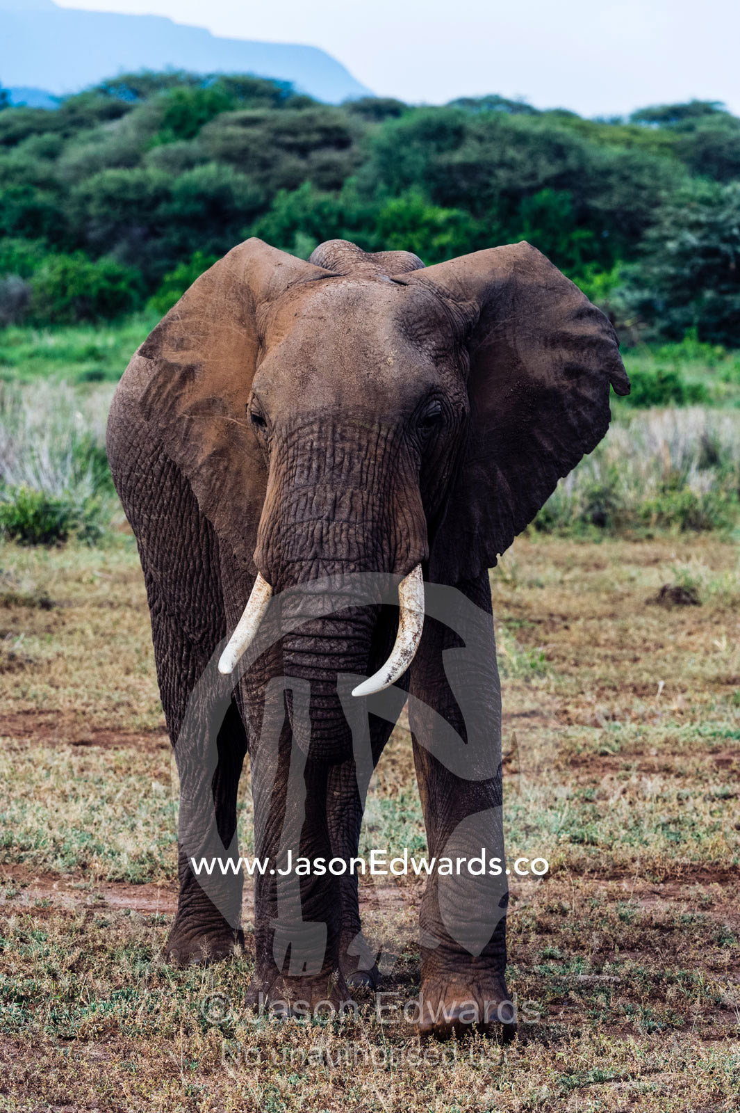 An African Elephant tusker crossing a plain on the forest edge. Lake Manyara National Park, Arusha Region, Tanzania.