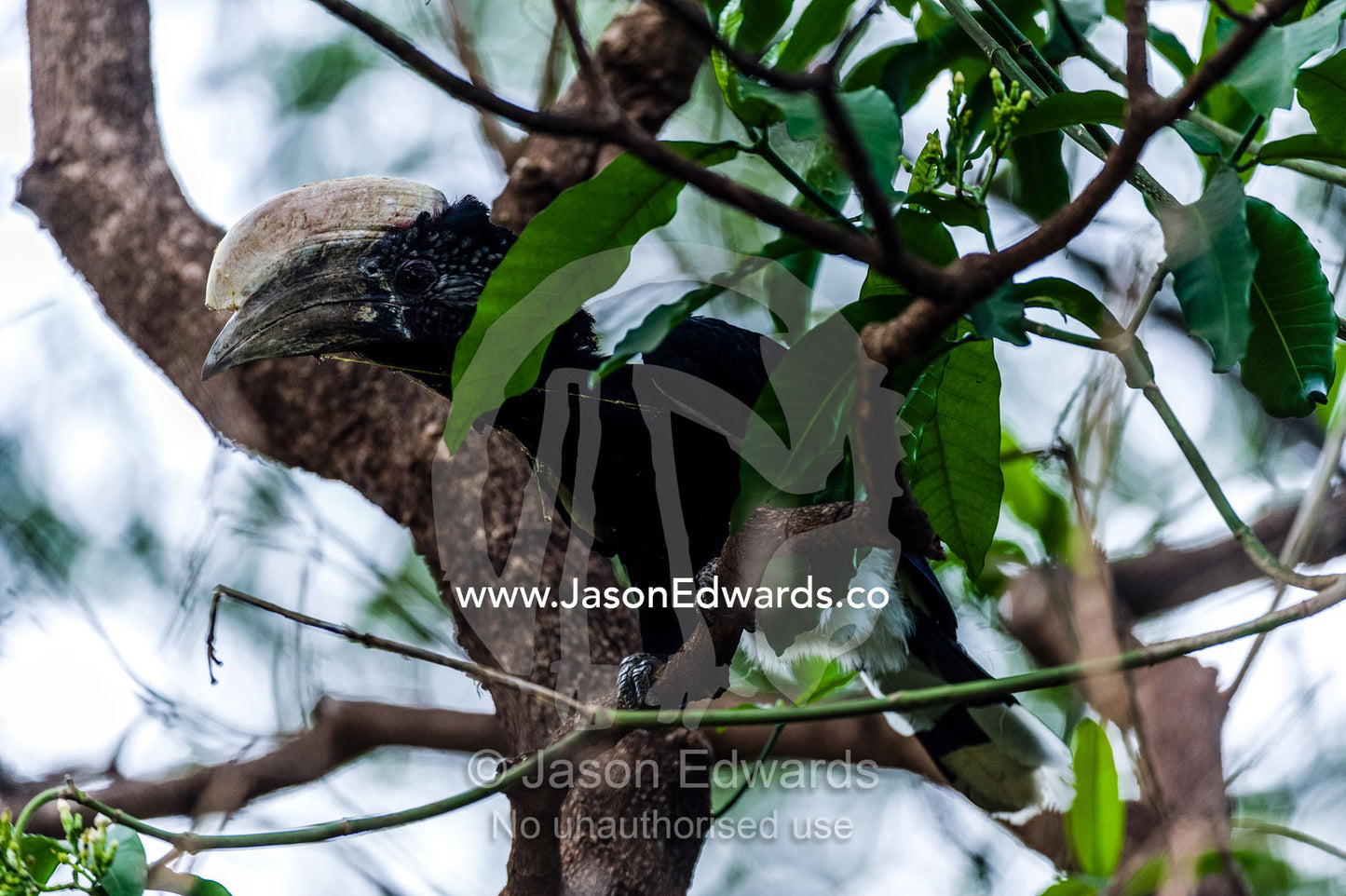 A Silvery-cheeked Hornbill roosting in the canopy of an evergreen forest. Lake Manyara National Park, Arusha Region, Tanzania.