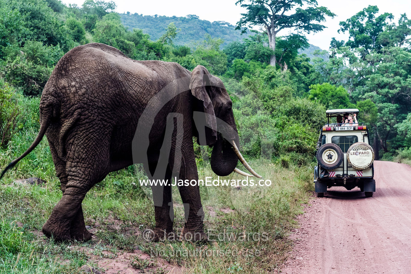 Tourists in a safari 4WD watching an African Elephant feeding beside a dirt road. Lake Manyara National Park, Arusha Region, Tanzania, Africa.