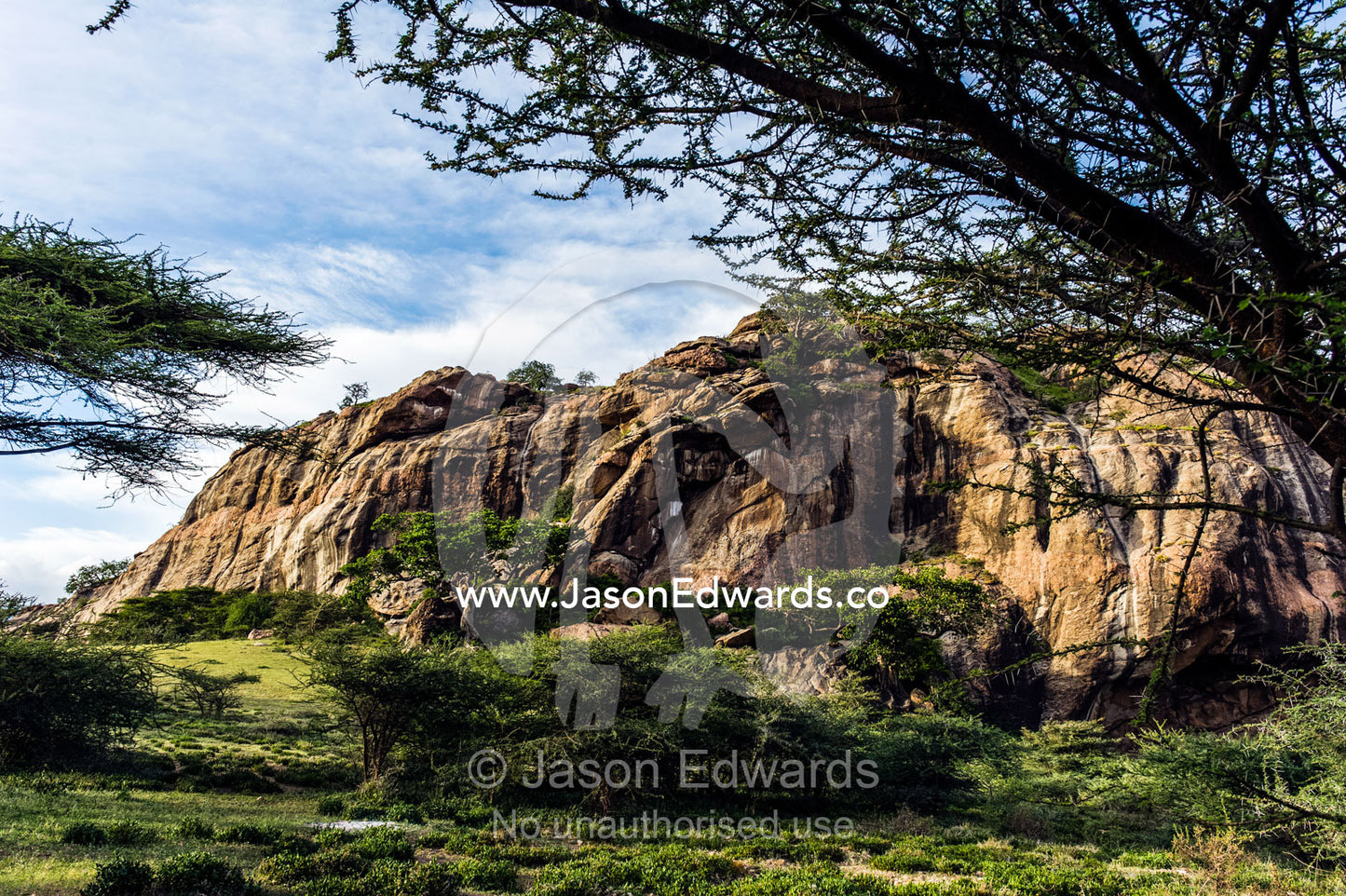 An enormous rock outcrop on the savannah surrounded by a stand of Acacia trees. Arusha, Nasera Rock, Angata Kiti Valley, Ngorongoro Conservation Area, Crater Highlands, Tanzania.