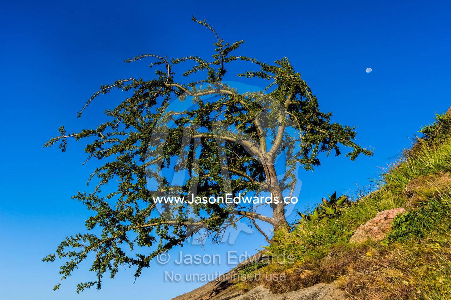 An evergreen tree sprouting from a steep rocky slope in the howling wind. Arusha, Nasera Rock, Angata Kiti Valley, Ngorongoro Conservation Area, Crater Highlands, Tanzania.