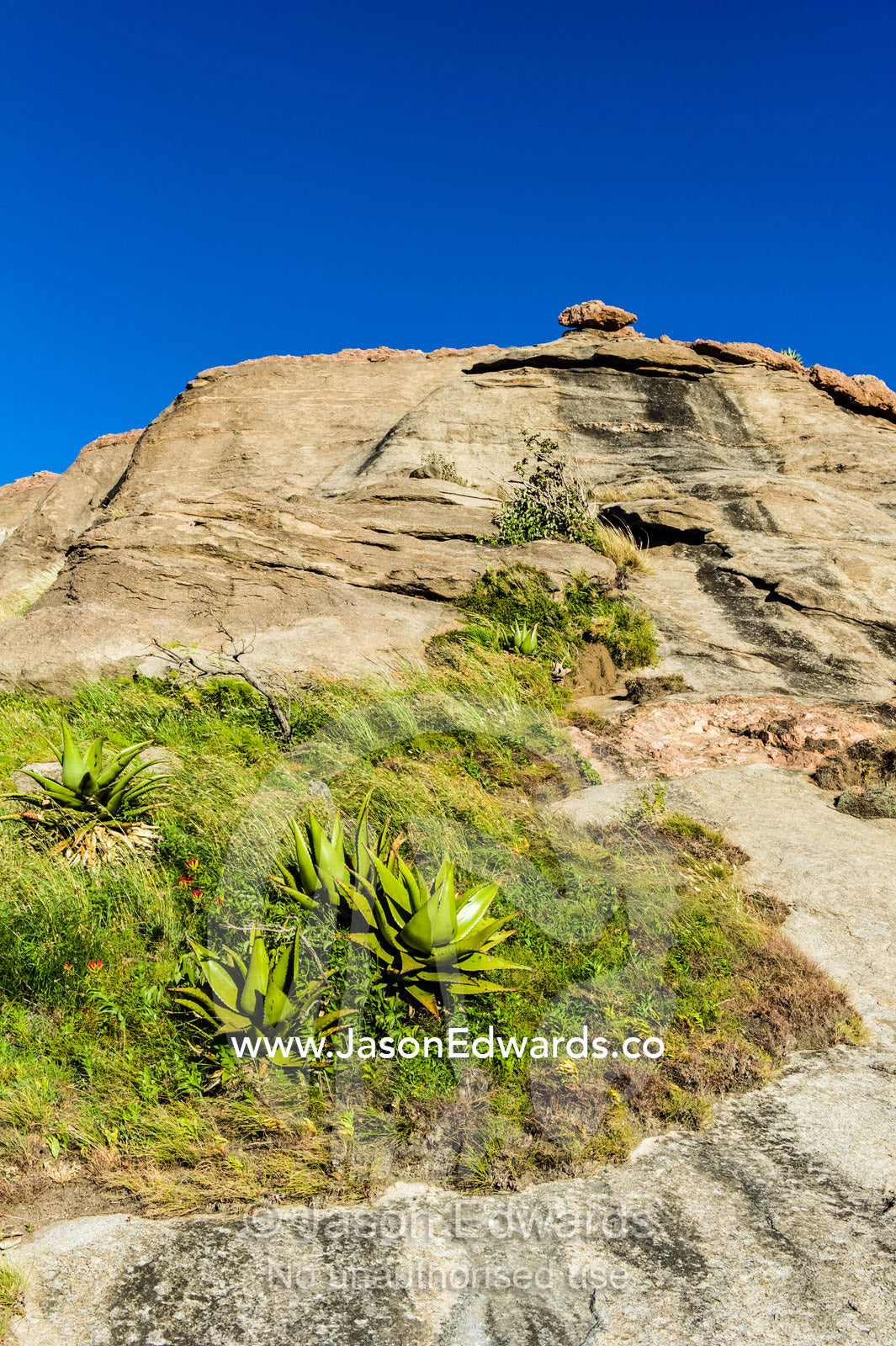 The fleshy leaves of Euphorbia succulents congregating on a rocky slope. Arusha, Nasera Rock, Angata Kiti Valley, Ngorongoro Conservation Area, Crater Highlands, Tanzania.