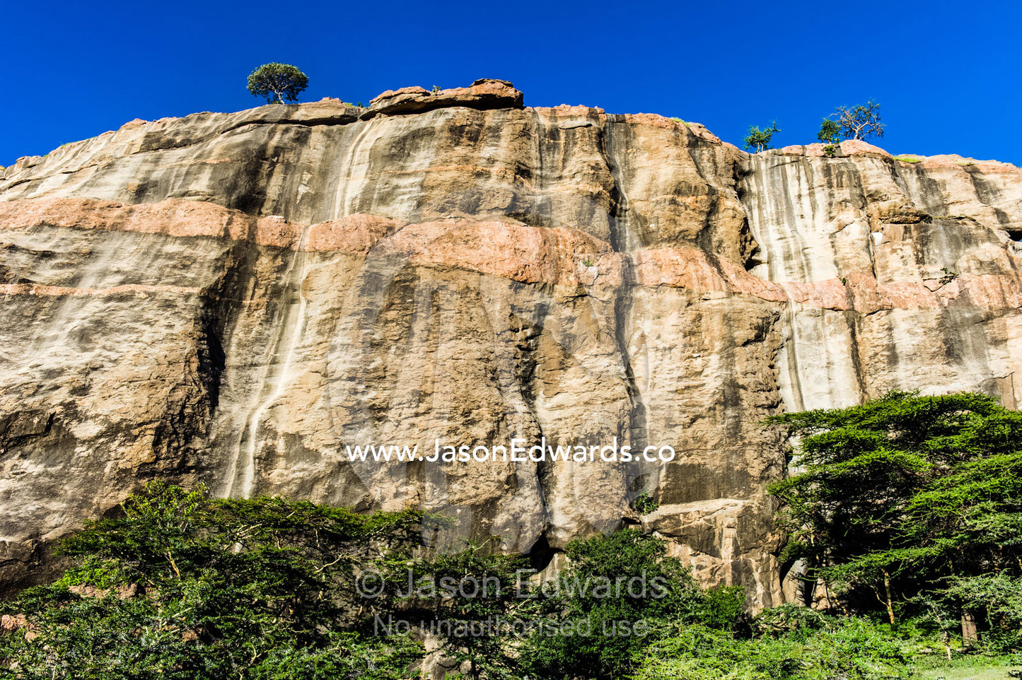 An Acacia woodland canopy at the base of a sheer cliff of a rocky outcrop. Arusha, Nasera Rock, Angata Kiti Valley, Ngorongoro Conservation Area, Crater Highlands, Tanzania.