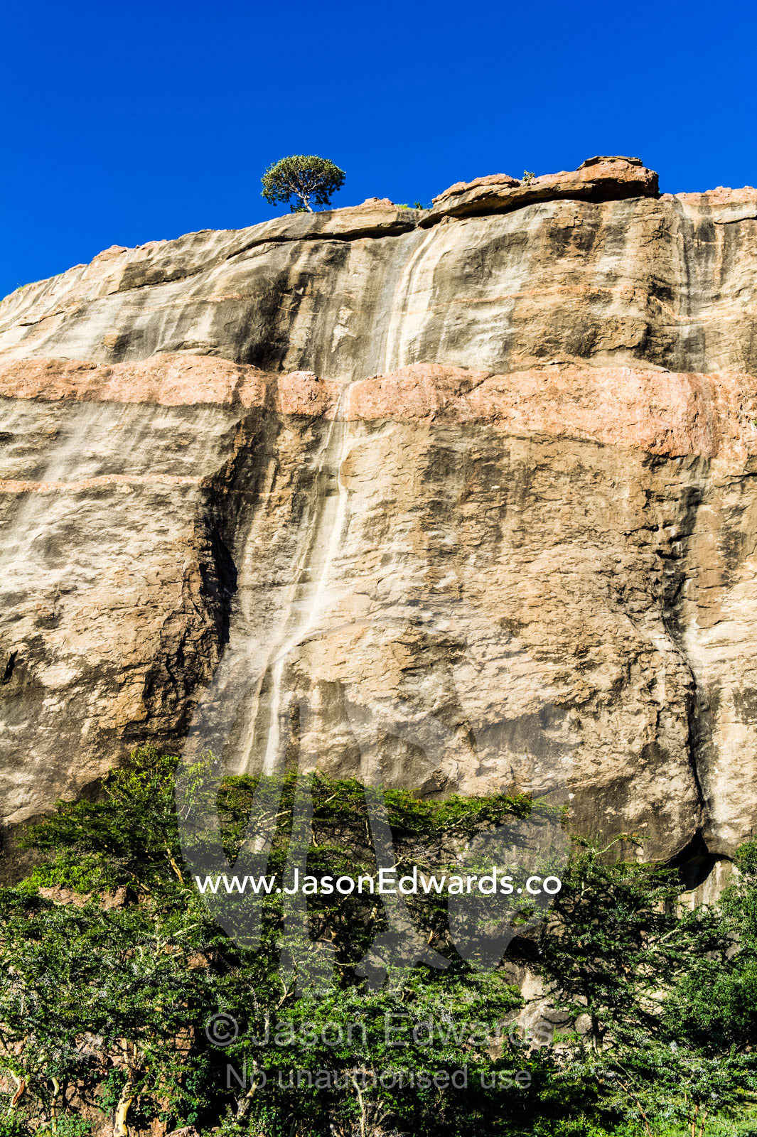 An Acacia woodland canopy at the base of a sheer cliff of a rocky outcrop. Arusha, Nasera Rock, Angata Kiti Valley, Ngorongoro Conservation Area, Crater Highlands, Tanzania.