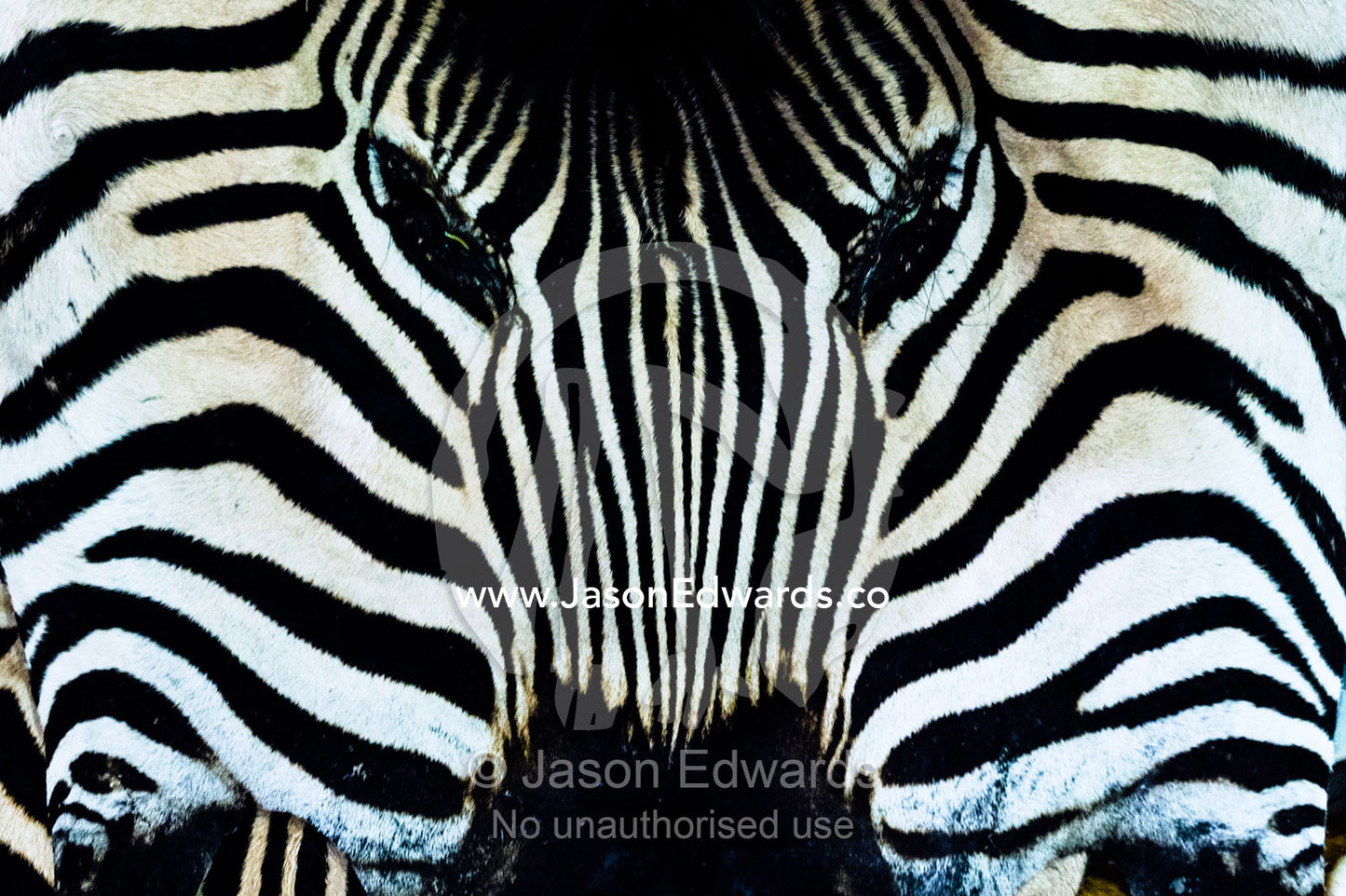 The striped skin of a Zebra head for sale in an airport gift shop. O. R. Tambo International Airport, Johannesburg International Airport, Johannesburg, South Africa.