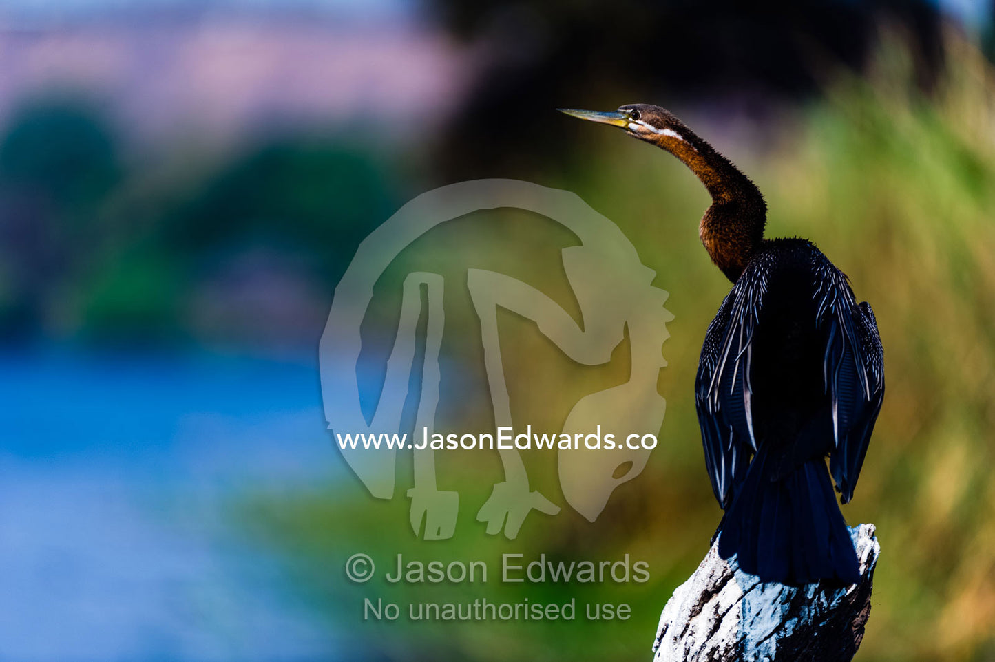A long-necked African Darter roosts on a tree branch by a rivers edge. Chobe River, Chobe National Park, Botswana.