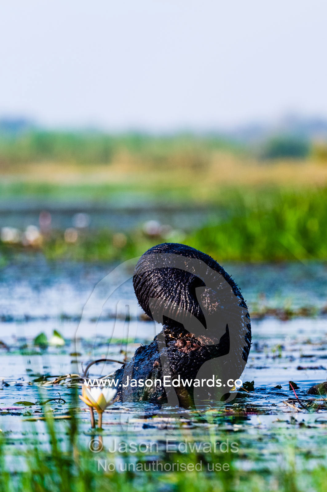 An African Elephant uses its trunk to snorkel breathe from underwater. Chobe River, Chobe National Park, Botswana.