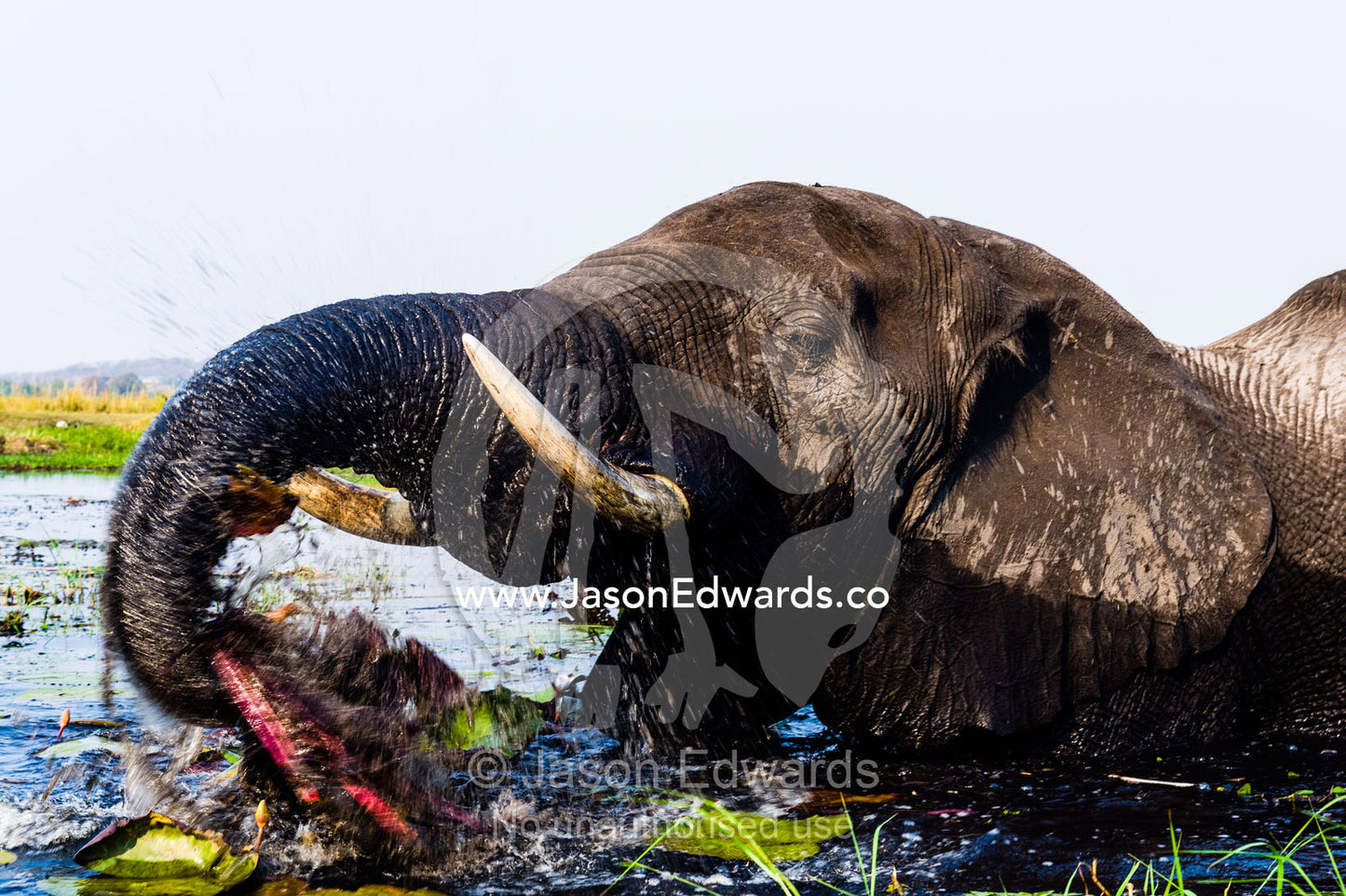 African Elephants pull up water plants to eat using tusks and trunk. Chobe River, Chobe National Park, Botswana.