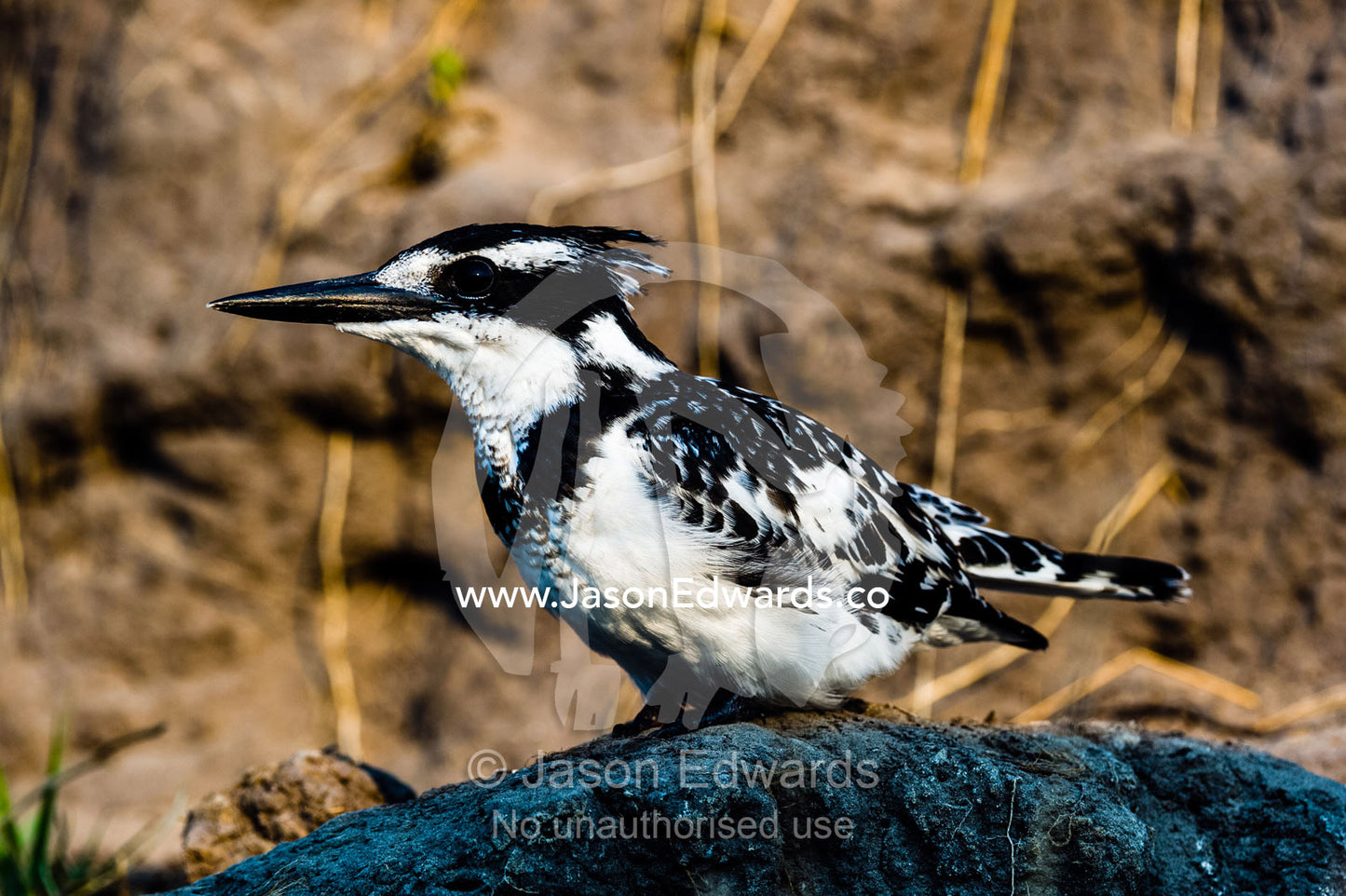 A Pied Kingfisher resting on an eroded riverbank in a wetland. Chobe River, Chobe National Park, Botswana.