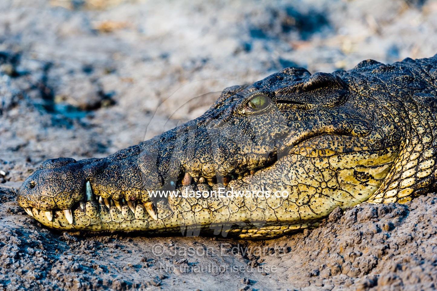 A Nile Crocodile sun basking on a muddy river bank. Chobe River, Chobe National Park, Botswana.