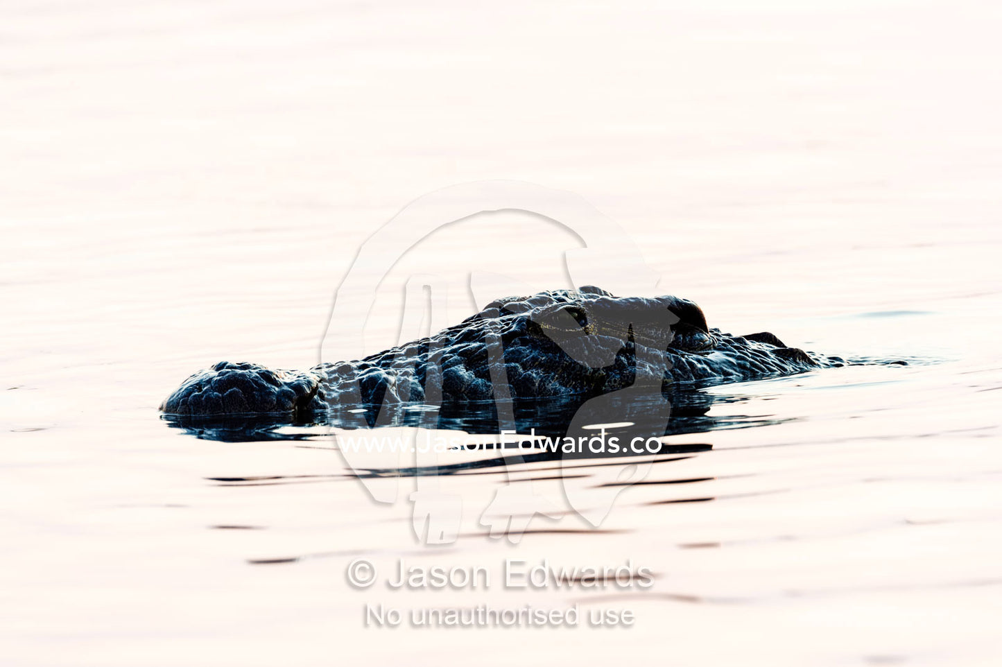 A Nile Crocodile stalks a dead Hippopotamus on a wetland at sunset. Chobe River, Chobe National Park, Botswana.