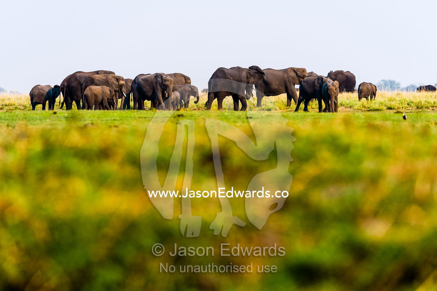 A herd of African Elephants graze on grass on a dry season floodplain. Chobe River, Chobe National Park, Botswana.