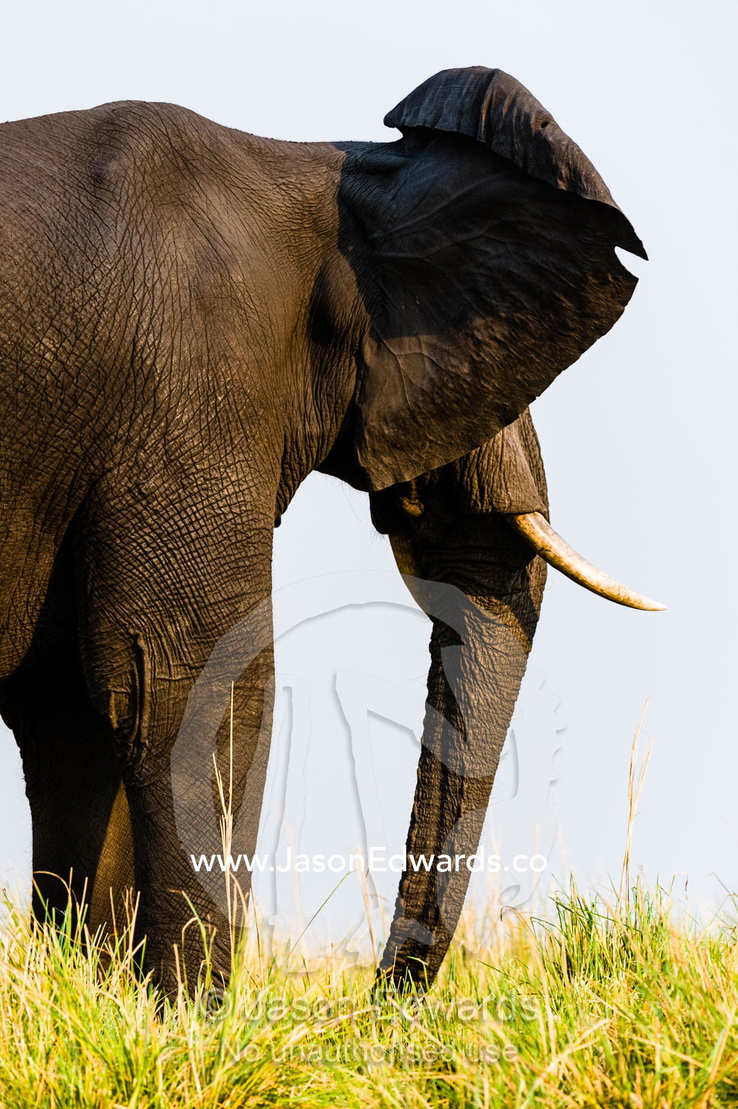 Airflow over veins in an African Elephant ear helps to cool the blood. Chobe River, Chobe National Park, Botswana.