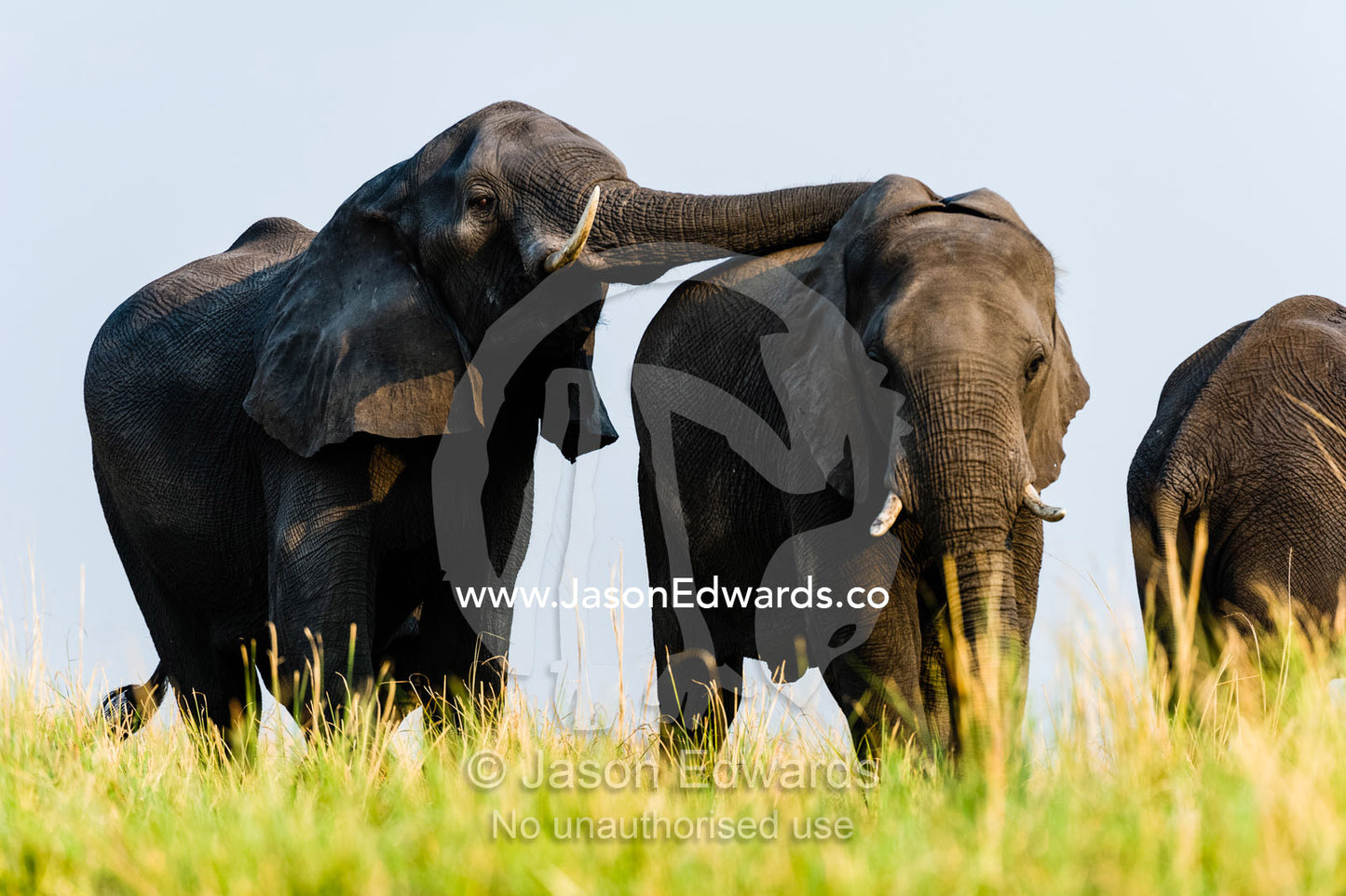 An African Elephant caresses the back of a herd member on a plain. Chobe River, Chobe National Park, Botswana.