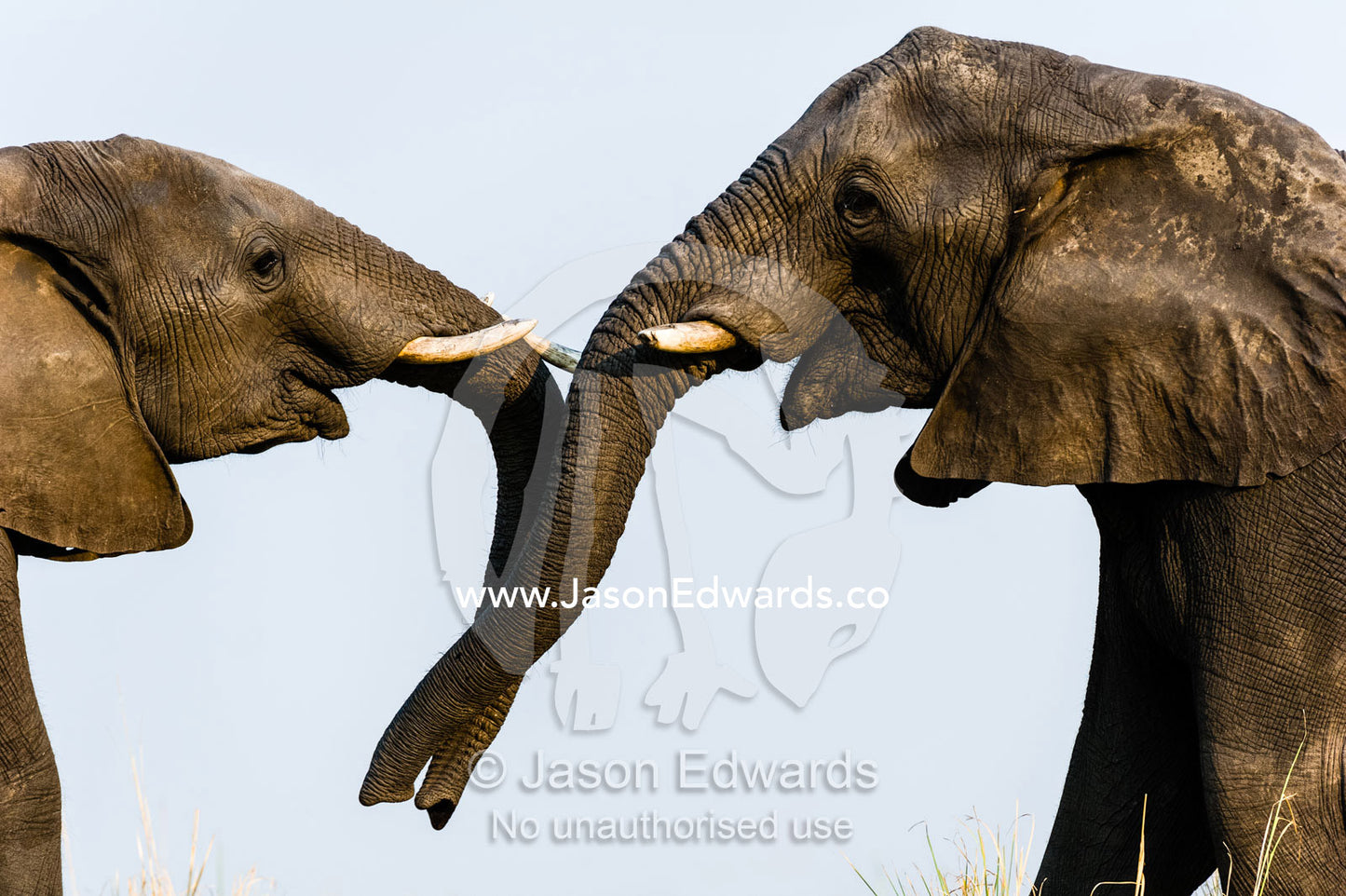 A pair of African Elephants use their trunks to communicate by touch. Chobe River, Chobe National Park, Botswana.