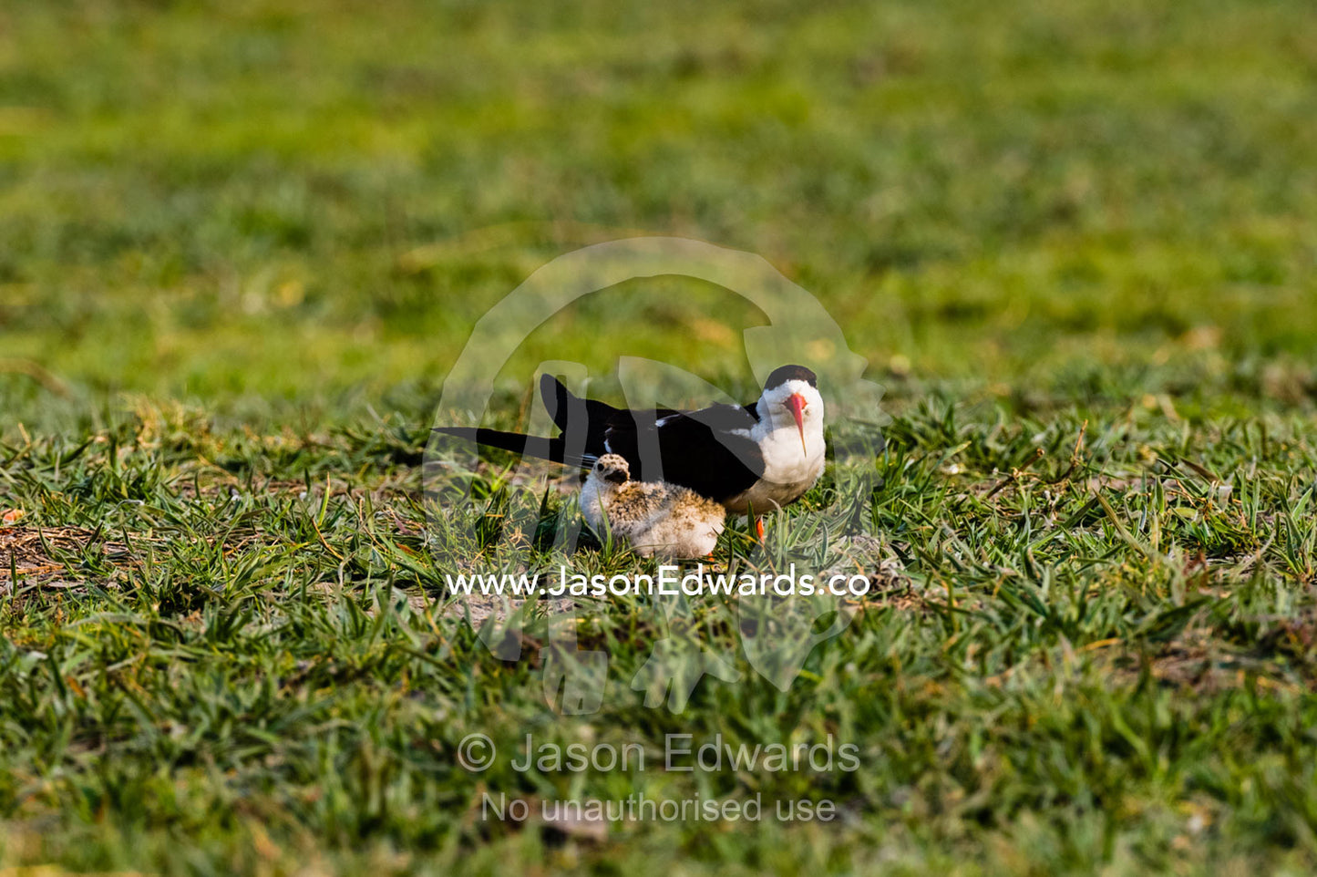 An African Skimmer guarding its chick on a grass island in a wetland. Chobe River, Chobe National Park, Botswana.