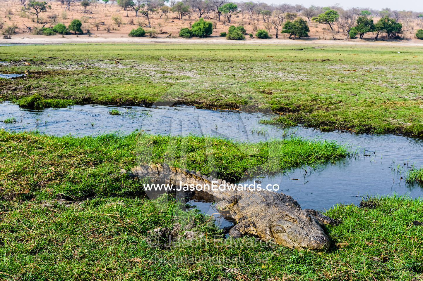 An enormous Nile Crocodile sun basking on an island in a wetland. Chobe River, Chobe National Park, Botswana.