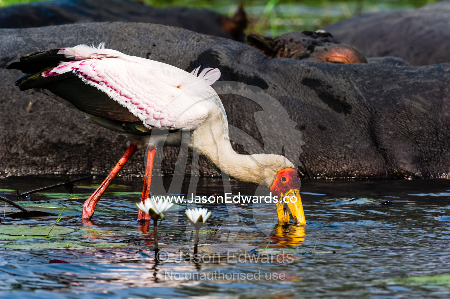 A Yellow-billed Stork hunts for aquatic prey by a pod of hippopotamus. Chobe River, Chobe National Park, Botswana.