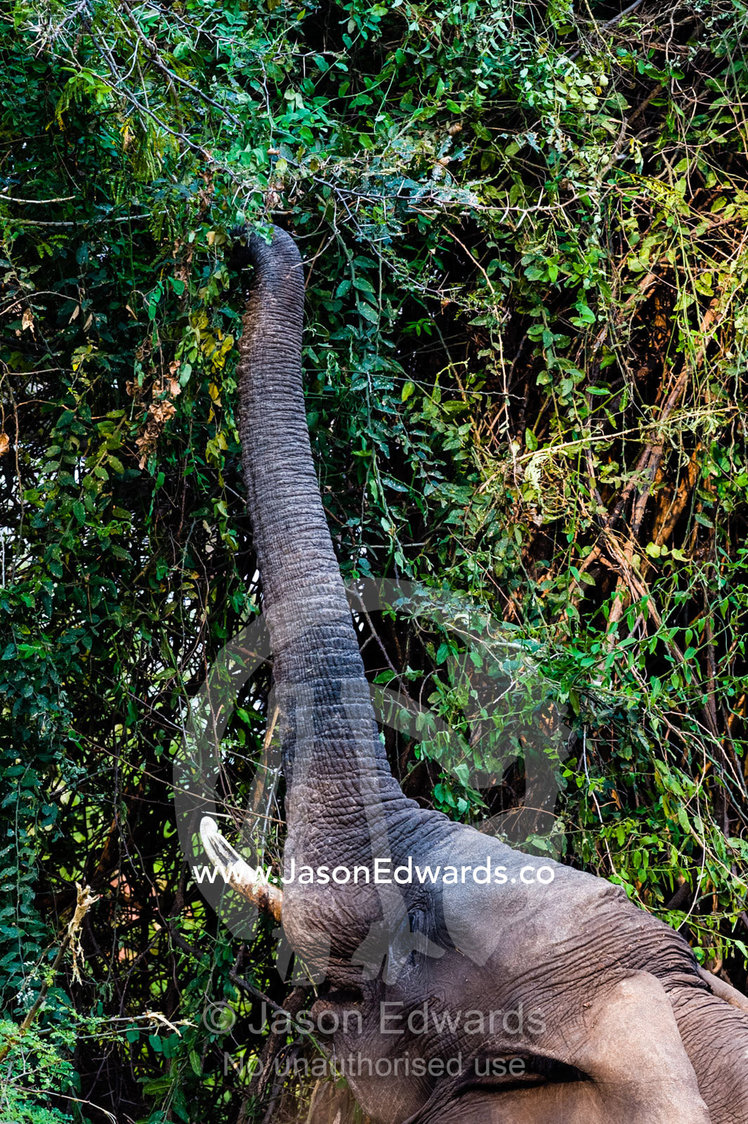 An African Elephant stretches it's trunk to feed on a tree canopy. Chobe River, Chobe National Park, Botswana.