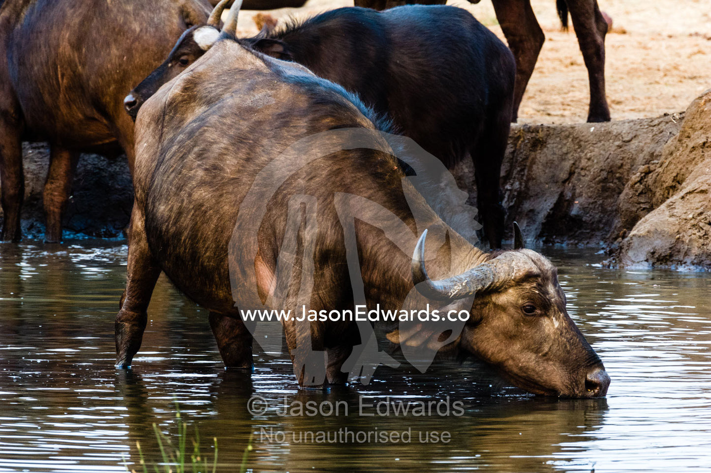 A Cape Buffalo drinking from a dwindling dry season waterhole. Chobe River, Chobe National Park, Botswana.