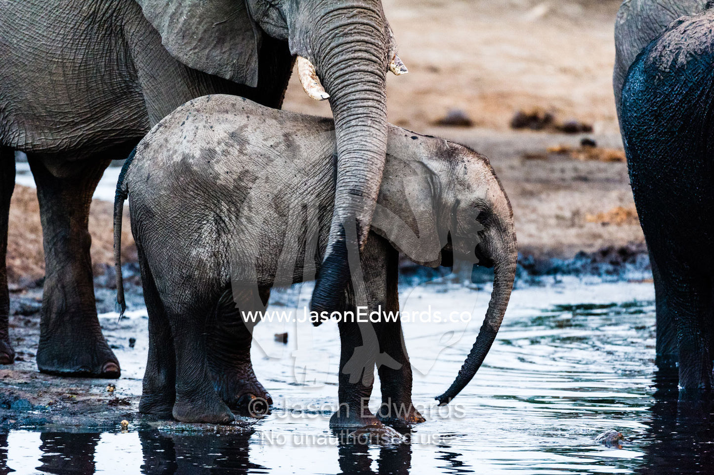 A mother African Elephants trunk caresses her calf at a waterhole. Chobe River, Chobe National Park, Botswana.