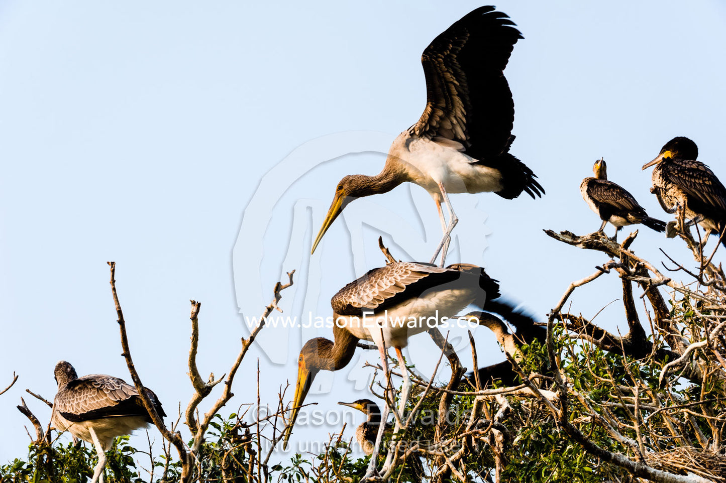 A Yellow-billed Stork chick tests it's wings in flight in a rookery. Chobe River, Chobe National Park, Botswana.
