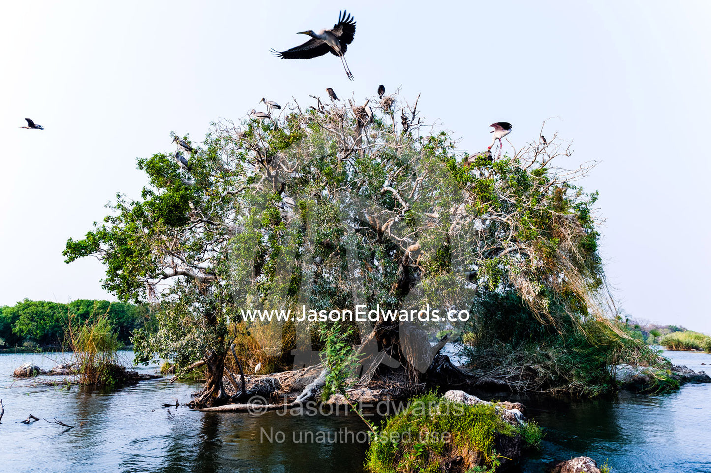 A Yellow-billed Stork chick tests it's wings in flight in a rookery. Chobe River, Chobe National Park, Botswana.