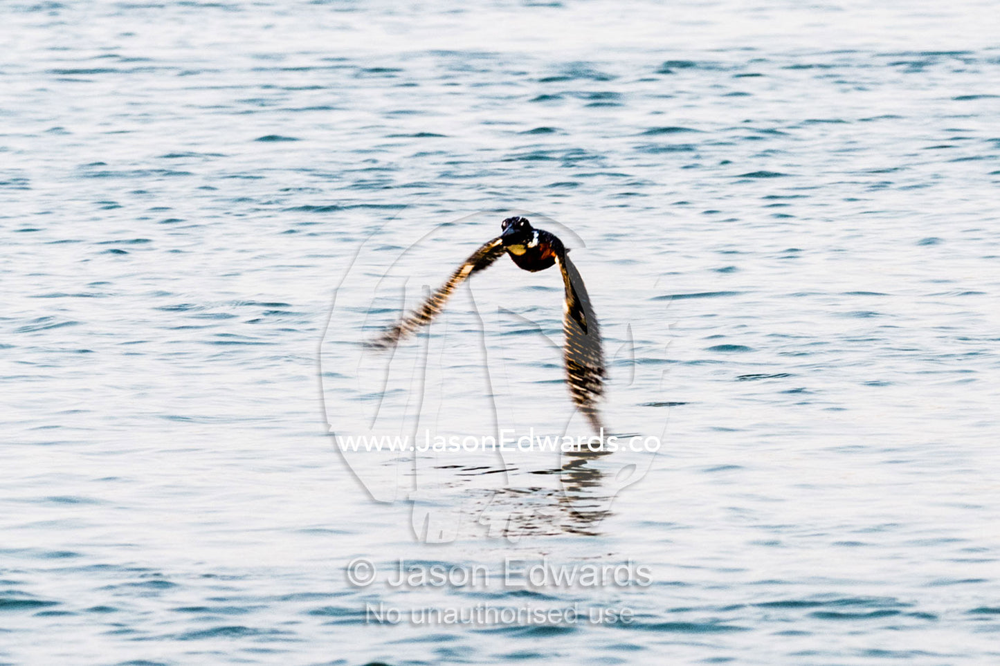 A Giant Kingfisher flying low over the surface of a river. Chobe River, Chobe National Park, Botswana.