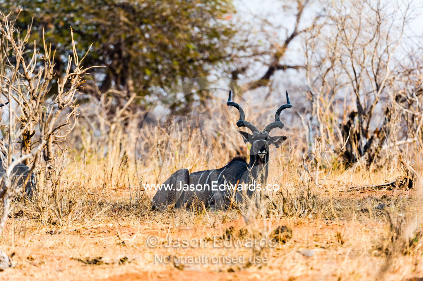 A Greater Kudu resting in the shade during the scorching dry season. Chobe River, Chobe National Park, Botswana.