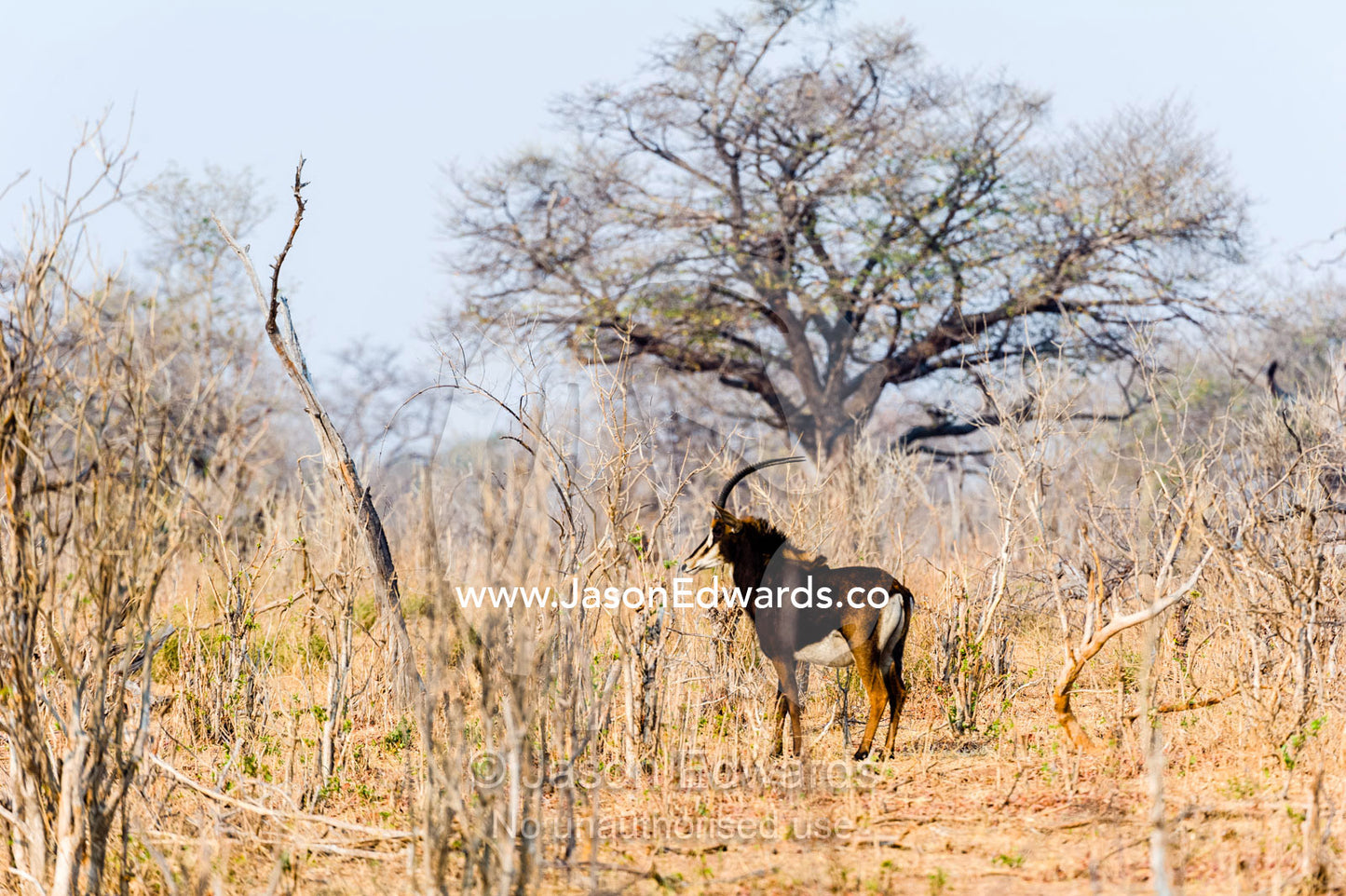 A male Sable Antelope standing alert in thick, dry bushveld forest. Chobe River, Chobe National Park, Botswana.