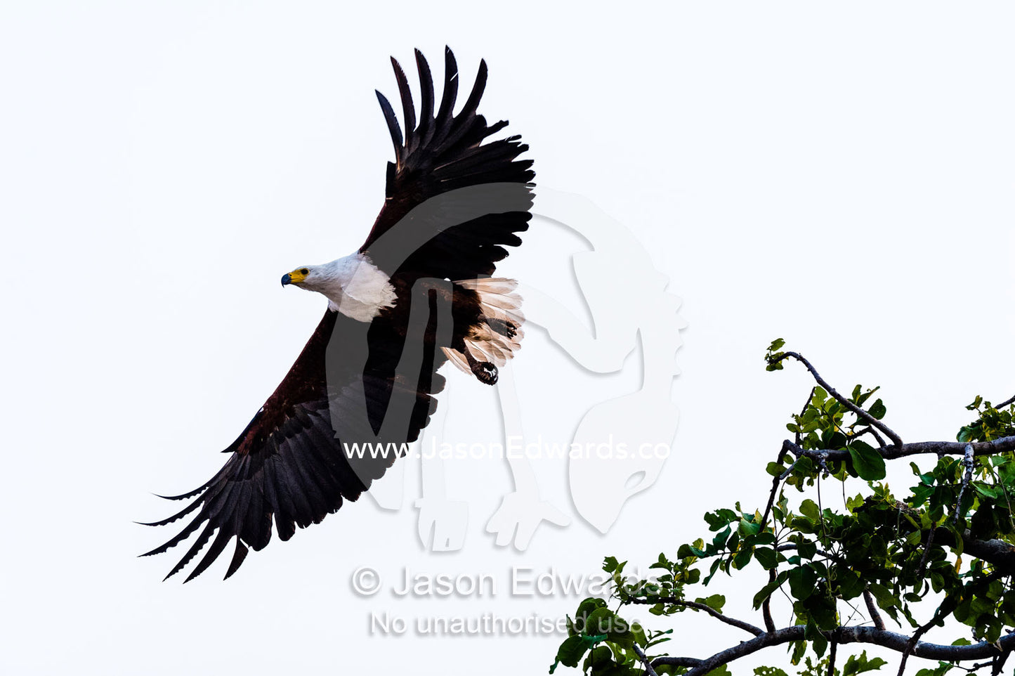 An African Fish Eagle spreads its wings as it launches into flight. Chobe River, Chobe National Park, Botswana.