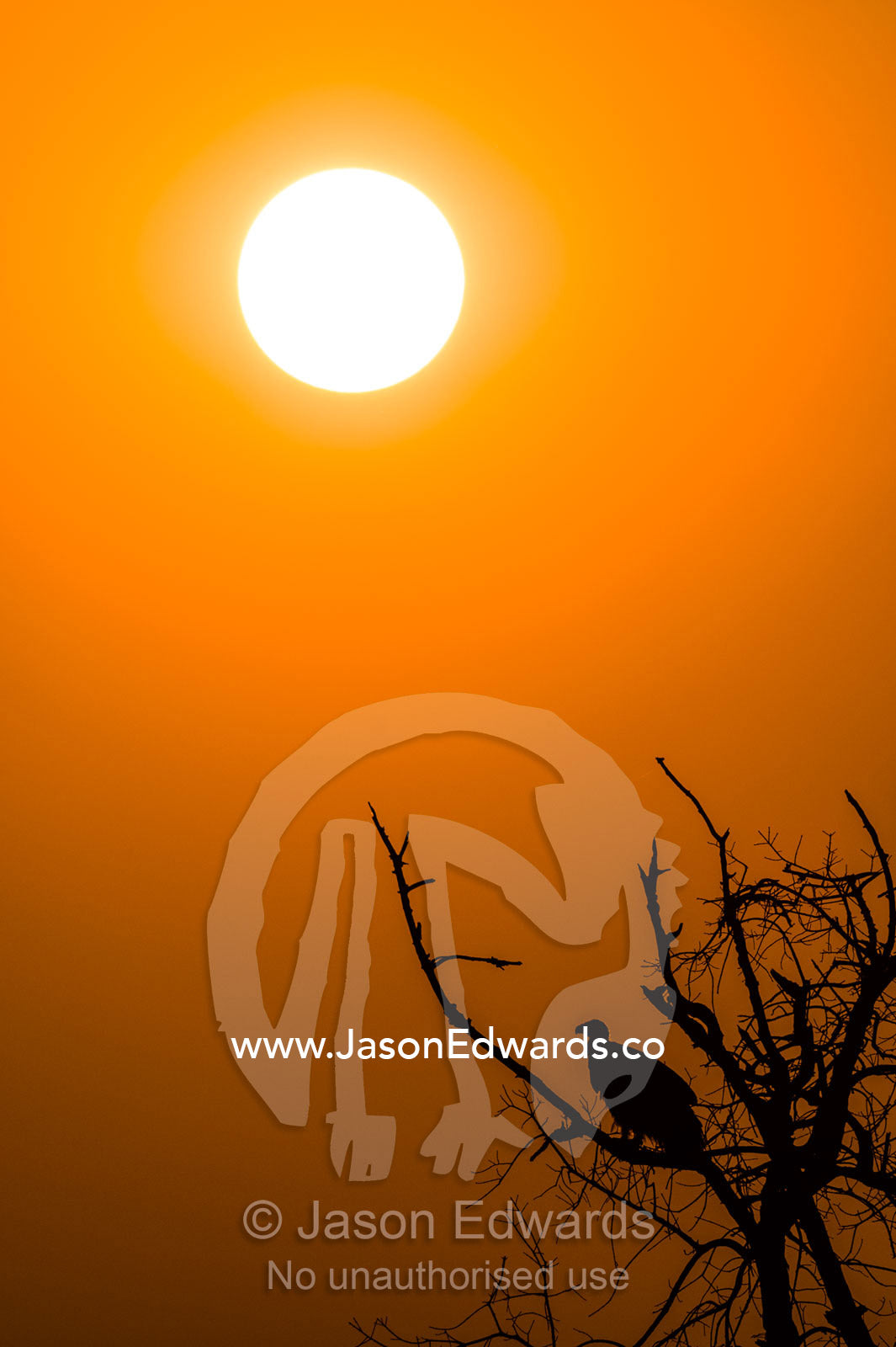 A White-backed Vulture silhouette roosting in a dead tree at sunset. Chobe River, Chobe National Park, Botswana.
