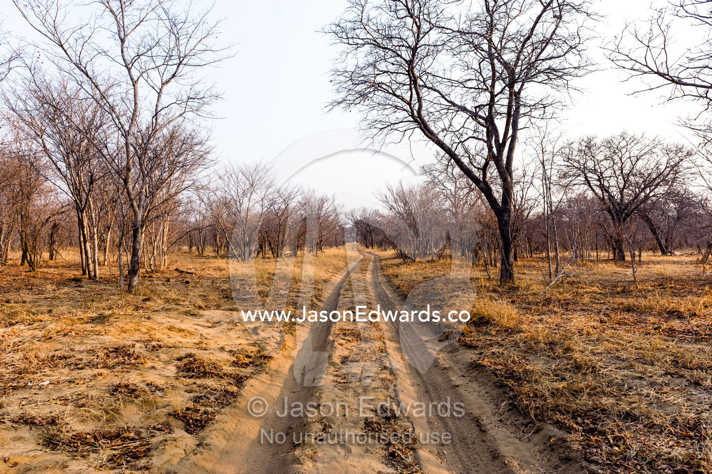 A sand track winds into a parched bushveld forest in the dry season. Chobe River, Chobe National Park, Botswana.