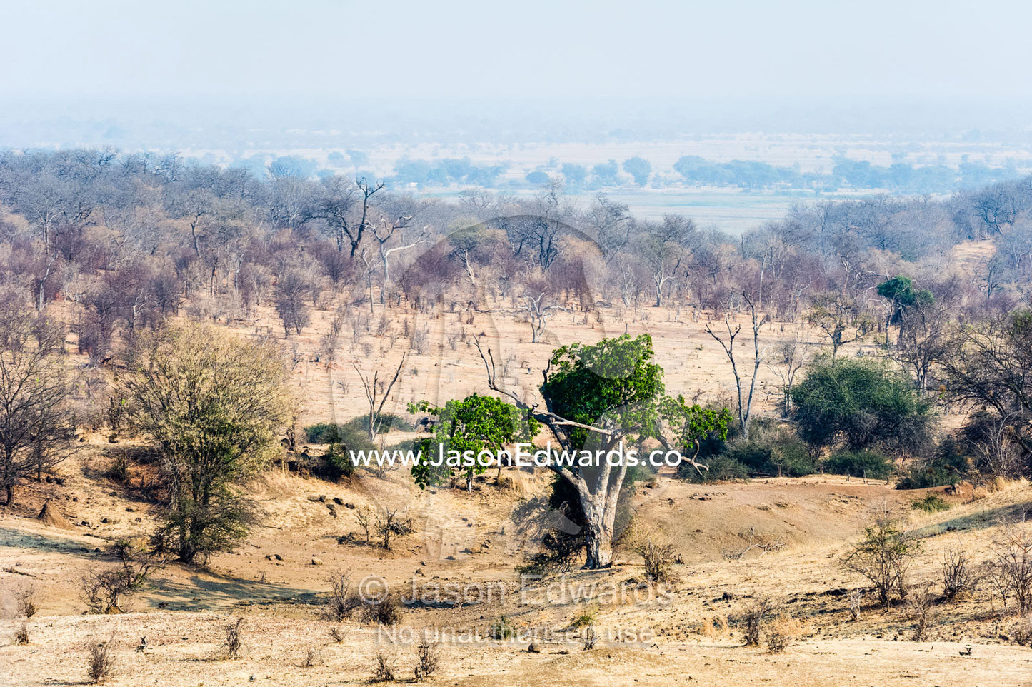 A parched and scorched bushveld forest at the peak of the dry season. Chobe River, Chobe National Park, Botswana.