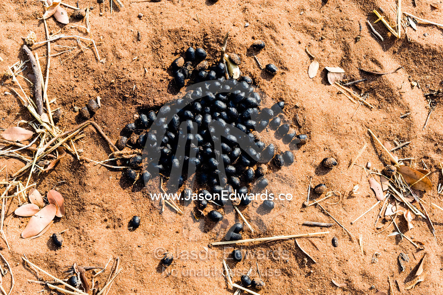 A pile of fresh herbivore dung pellets on a dry season sandy plain. Chobe River, Chobe National Park, Botswana.