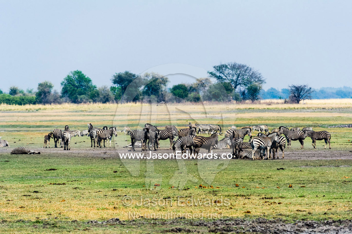 A herd of Zebra grazing and dust bathing on a vast dry floodplain. Chobe River, Chobe National Park, Botswana.