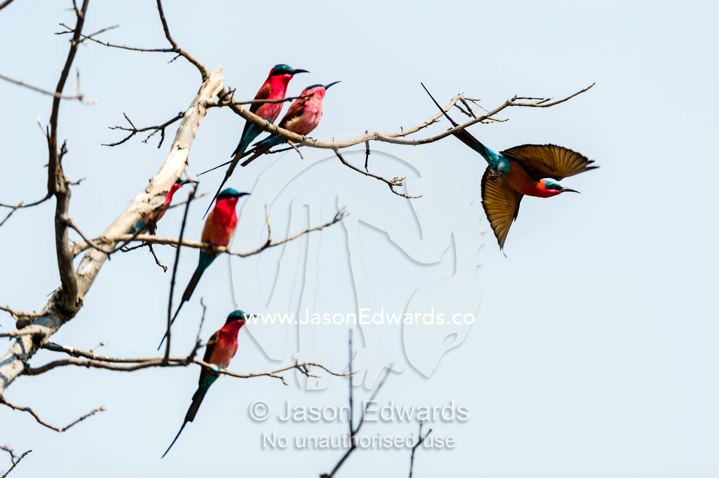 A Southern Carmine Bee-eater takes flight from a dead tree stag. Chobe River, Chobe National Park, Botswana.