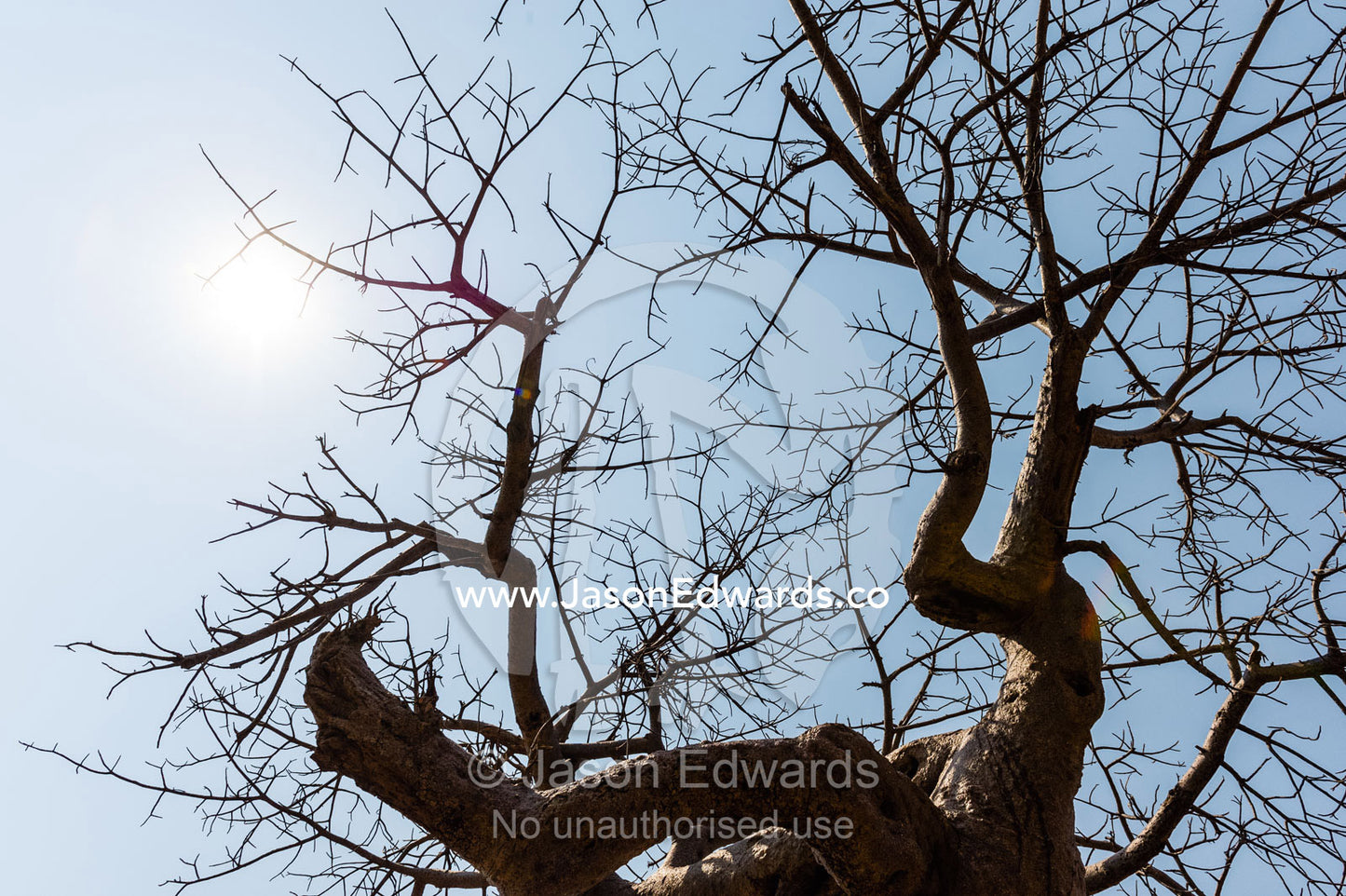 A skeletal silhouette of a tree canopy at the peak of the dry season. Chobe River, Chobe National Park, Botswana.