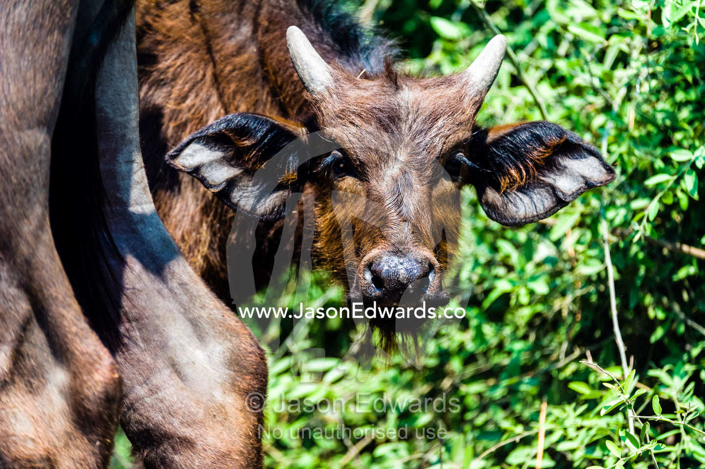 An inquisitive Cape Buffalo calf peers from behind its mother rump. Chobe River, Chobe National Park, Botswana.