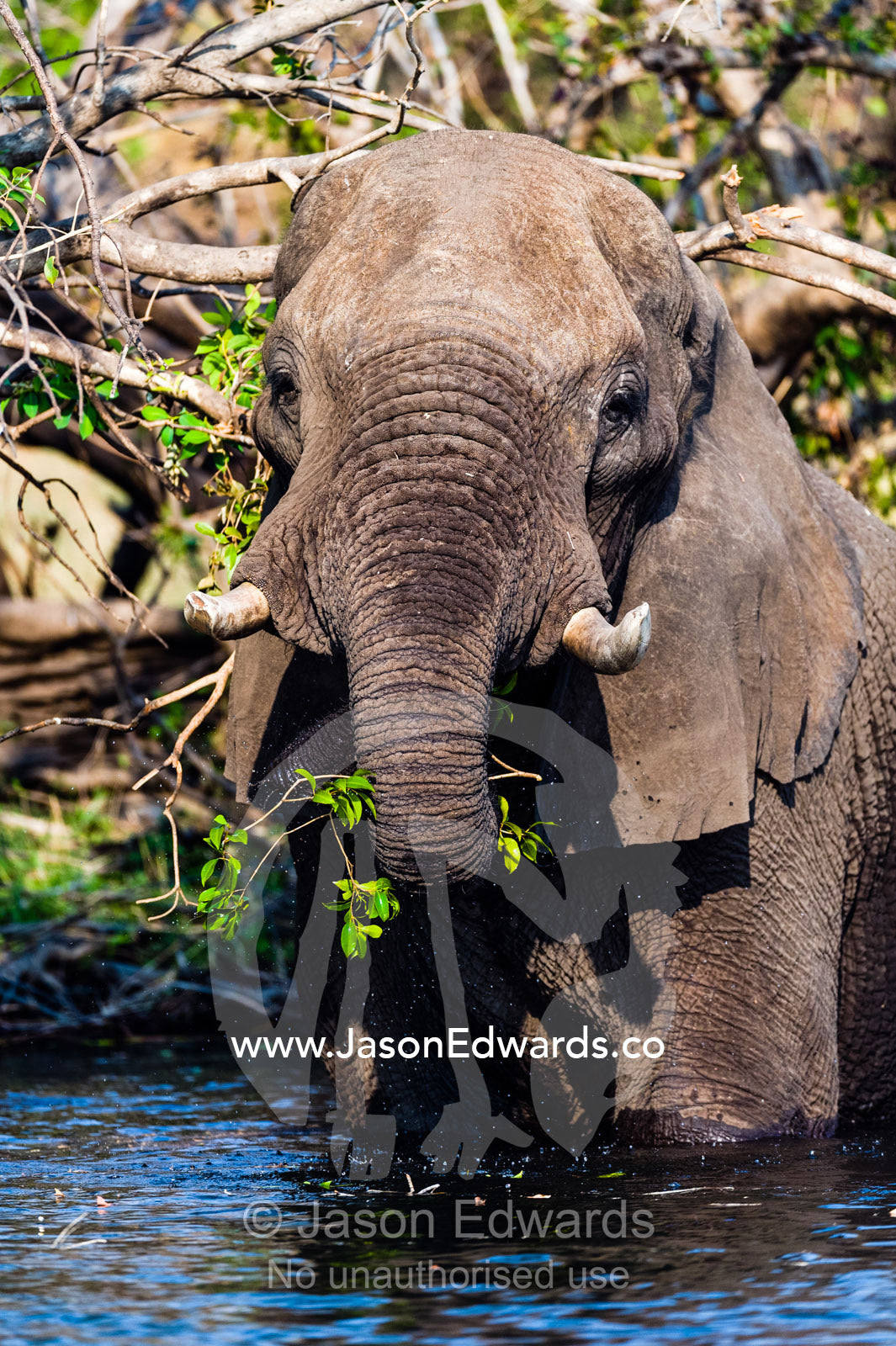 An African Elephant wades into a wetland to feed on a tree canopy. Chobe River, Chobe National Park, Botswana.