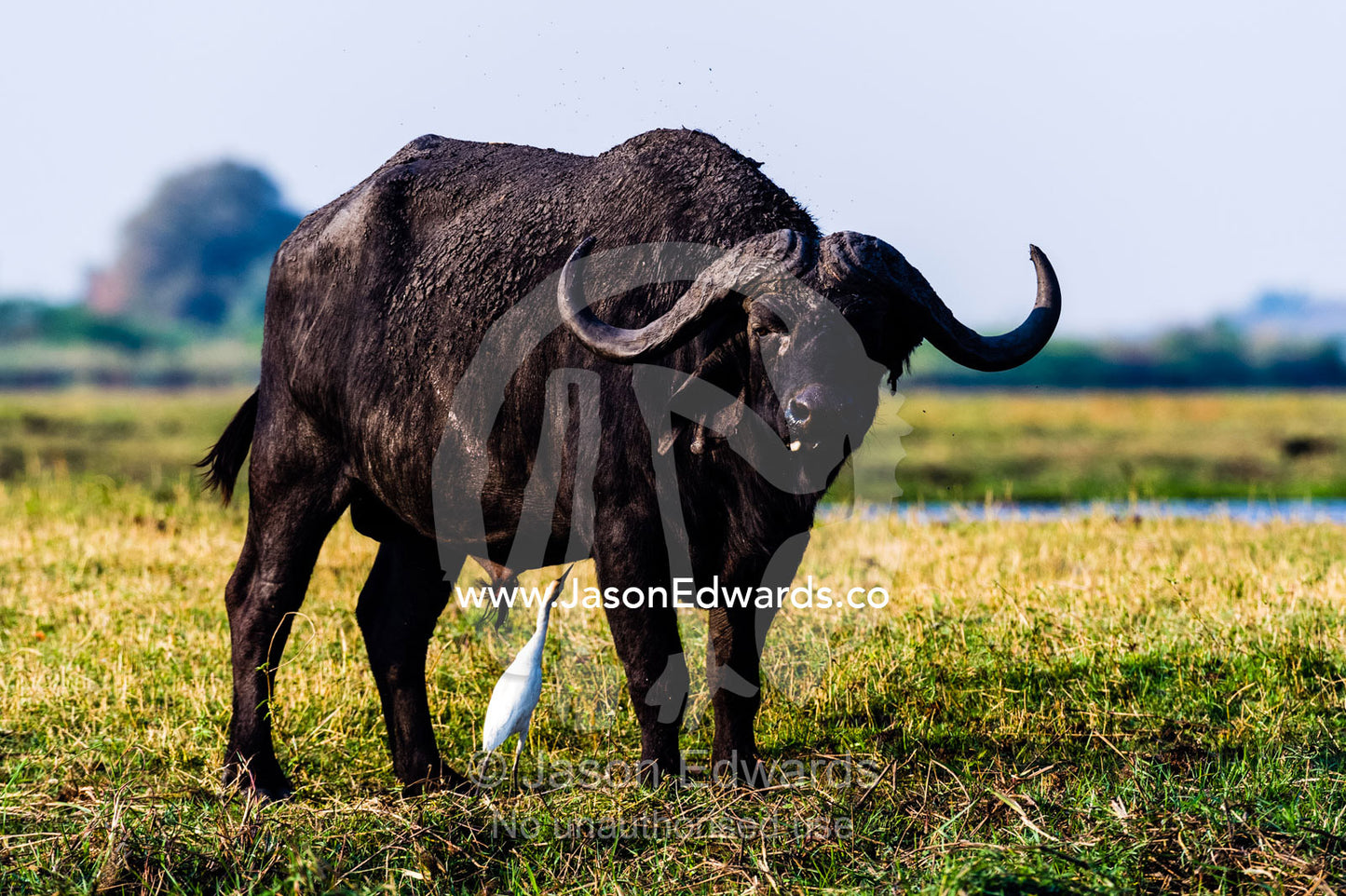 An Egret feeds on insects infesting a Cape Buffalo on a floodplain. Chobe River, Chobe National Park, Botswana.