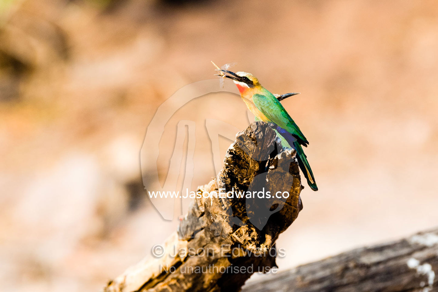 A White-fronted Bee-eater with a captured dragonfly in it's beak. Chobe River, Chobe National Park, Botswana.