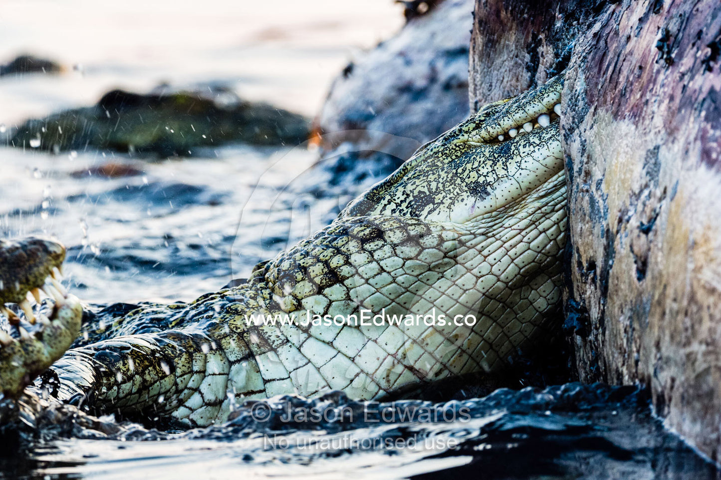 Nile Crocodiles feast on the decaying corpse of a Nile Hippopotamus. Chobe River, Chobe National Park, Botswana.