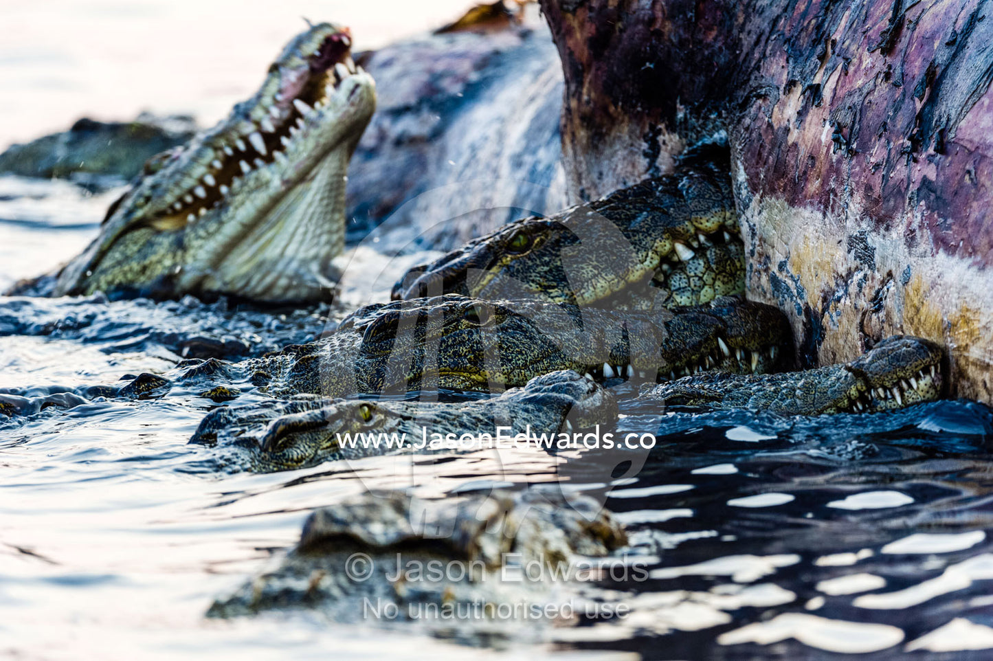 Nile Crocodiles feast on the decaying corpse of a Nile Hippopotamus. Chobe River, Chobe National Park, Botswana.