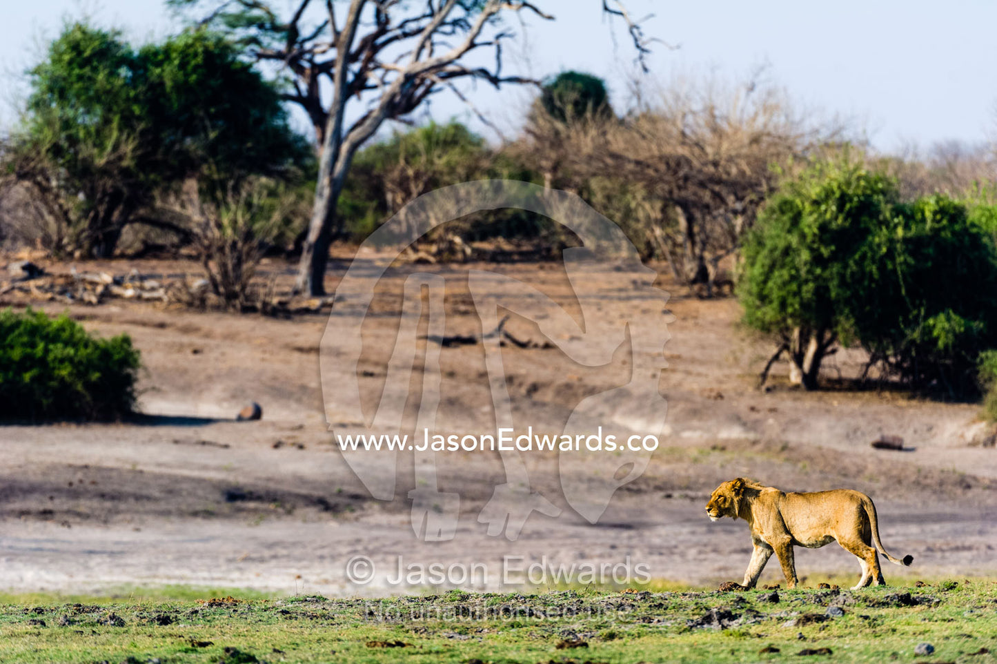 A young male Lion patrols an island in the middle of a wetland. Chobe River, Chobe National Park, Botswana.