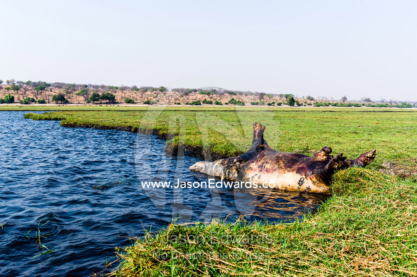 A dead and bloated Nile Hippopotamus floating beside a wetland island. Chobe River, Chobe National Park, Botswana.